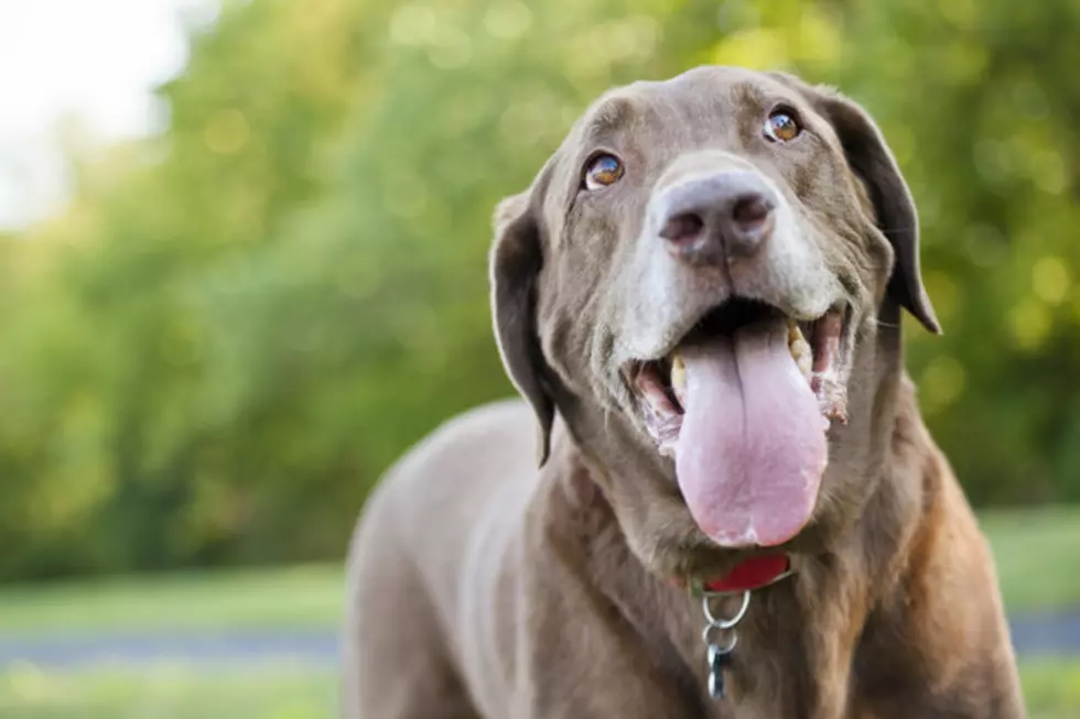 NY Senate Passes Bill to Prohibit Pet Tattooing and Piercing