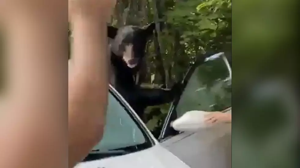 VIDEO: A Bear Locked In A Car, and The Guy Who Decided To Let It Out